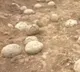 People offering prayers to Dinosaur eggs
