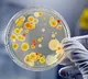Good bacteria named after Rabindranath Tagore