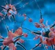 Indian scientists develop AI tool for nerve disorders in hand, forearm