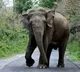 Watchman killed by tusker in UP's Katarniaghat sanctuary