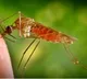Rise in cases of black fever causes concern in Bengal