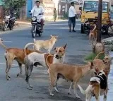 Five Months Old Dead After Dog Bite In Hyderabad