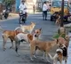 Five Months Old Dead After Dog Bite In Hyderabad