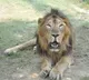 ‘Bahubali’ passes away at Etawah Lion Safari