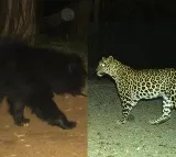 Leopard and Bear spotted at Tirumala foot way