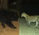 Leopard and Bear spotted at Tirumala foot way