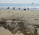 Massive waves continue pounding California coast