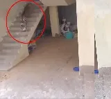 Leopard Enters House In Narsinghapur Village Haryana