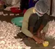 Cardamom prasad to devotees of Ayodhya Rama