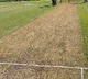 Cape Town pitch being paradise for pacers