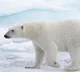 Polar Bear died with bird flu first case in world