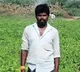 Chilli leaves a bad taste as losses mount for cultivators in Andhra Pradesh's Bandur