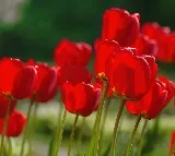 Lucknow sees tulips blooming in winter; a first for the world, say experts