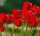 Lucknow sees tulips blooming in winter; a first for the world, say experts