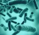 Scientists find 35 previously unknown species of bacteria