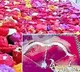 More than 3000 gifts including silver bow to lord Sri Ram from In laws place