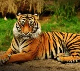 Search continues for missing tigers in T'gana forest amid poisoning scare