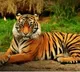 Search continues for missing tigers in T'gana forest amid poisoning scare
