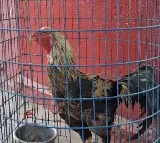 TSRTC cancels auction of rooster found on bus