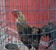 TSRTC cancels auction of rooster found on bus