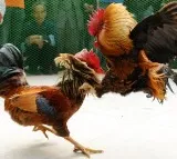 Cockfights go unchecked in Andhra Pradesh