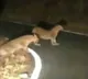 Tiger attacks 12-year-old boy in Dehradun