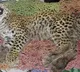 Namibian cheetah Shaurya dies, 10th casualty since project introduced at Kuno