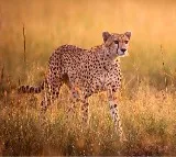 Another Cheetah dies in Kuno National Park
