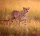 Another Cheetah dies in Kuno National Park