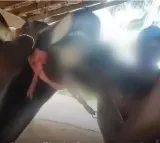 Youtuber landed in troubles after feeding live chicken to bull
