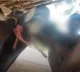 Youtuber landed in troubles after feeding live chicken to bull