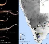 Scientists discover 5 new species of reptiles that give birth to their young