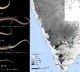 Scientists discover 5 new species of reptiles that give birth to their young