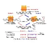 Fresh insights into DNA repair promise new directions in cancer research