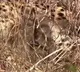 Namibian cheetah 'Jwala' gives birth to three cubs in Kuno