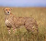 Namibia Cheetah Jwala gives birth to three cubs on Kuno National Park