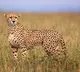 Namibia Cheetah Jwala gives birth to three cubs on Kuno National Park