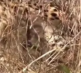 Namibian cheetah becomes hope for success of 'Project Cheetah', delivers 3 three cubs again