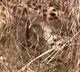 Namibian cheetah becomes hope for success of 'Project Cheetah', delivers 3 three cubs again