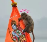A monkey entered the Ram mandir sanctum sanctorum on Tuesday evening