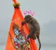 A monkey entered the Ram mandir sanctum sanctorum on Tuesday evening
