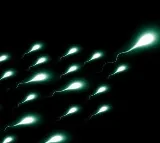 Covid-19 may temporarily affect sperm quality: Study