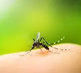 Protein from mosquitoes could help control dengue virus infection