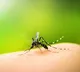 Protein from mosquitoes could help control dengue virus infection