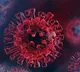 How common cold virus boosts immune system to fight Covid
