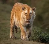 Rare Golden Tiger Takes A Stroll In Kaziranga National Park