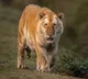 Rare Golden Tiger Takes A Stroll In Kaziranga National Park