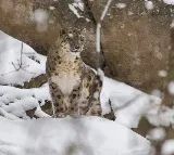 India home to 718 snow leopards; 241 caught on camera