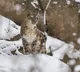 India home to 718 snow leopards; 241 caught on camera