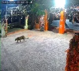 Leopard Enters Ghorakhal Temple In Uttarakhand